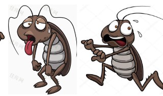 怎样灭蟑螂最有效（怎样灭蟑螂最有效的土方法）