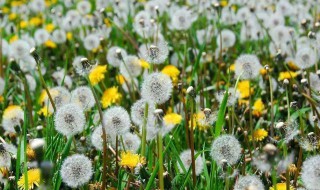 蒲公英的作用与功效有哪些（蒲公英的作用与功效有哪些呢）