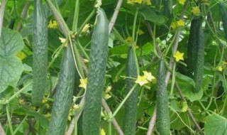 黄瓜为什么会出现空心 为什么黄瓜放久了会空心