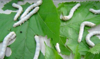 蚕宝宝拉稀有救吗 蚕宝宝拉屎吗