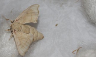 蚕蛾没有配偶几天会死（蚕变成蛾子后没有配偶一周会死吗）