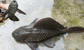 清洁工鱼突然死了怎么回事（清洁工鱼死了,是什么原因呢?）