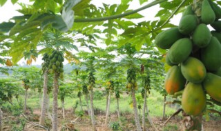 木瓜好养活吗（木瓜好养活吗百度百科）