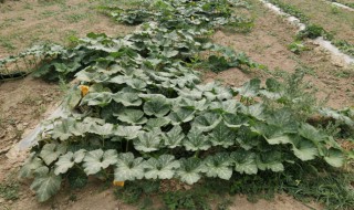 南瓜徒长不结果是因为什么 南瓜为什么不开花结果?原因是什么?