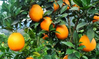 橙子的种植要注意什么 橙子的种植要注意什么事项