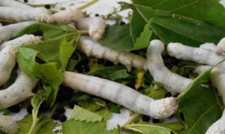 蚕吐丝被打断还会吐吗 蚕吐丝被打断还会吐吗