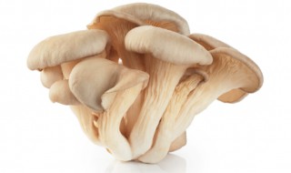 平菇的生长条件是什么（平菇的生长条件是什么样的）