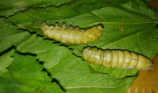 蚕翻来翻去是不是要死了（蚕倒了是不是死了）