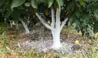 果树涂白的作用是什么 果树涂白的作用是什么呢