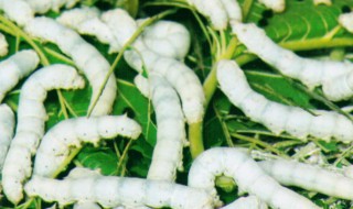 刚点完蚊香要多久蚕可以放（刚点完蚊香要多久蚕可以放吗）