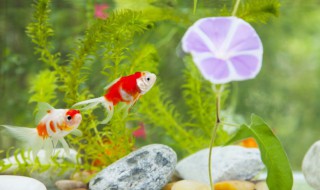 热带鱼有白点怎么办 热带鱼有白点怎么办啊