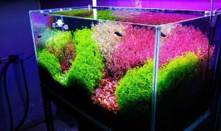 水草灯有用吗（水草灯是什么样的）