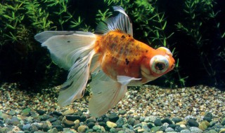 金鱼尾巴烂了用什么药（金鱼尾巴烂了用什么药治）