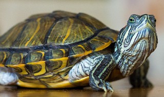 乌龟甲片翘起来了怎么办（乌龟甲片翘起来了怎么办图片）