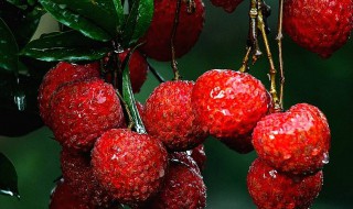 荔枝里面是红色的正常吗 荔枝里面有红色