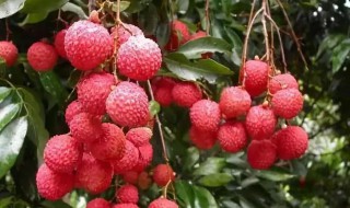 荔枝用盐水泡要去皮吗（荔枝用盐水泡要去皮吗为什么）