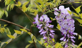 紫藤花有什么作用 紫藤花有什么作用功效