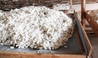 做蚕丝被为什么要杀蛹 做蚕丝被为什么要杀蛹哪里收蚕茧