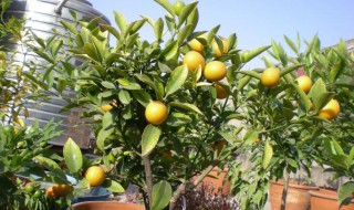 种金桔树有什么禁忌（金桔树放哪好）