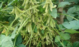 大豆的种植技术和方法（大豆的种植技术和方法视频）