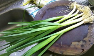 青蒜在什么样的环境中长得好 青蒜在什么样的环境中长得好些