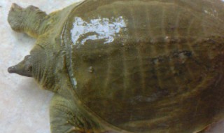 如何清洗甲鱼 如何清洗甲鱼外皮