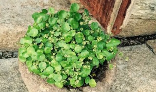 铜钱草用土种的方法 养殖铜钱草用什么土