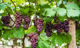 山葡萄种植与管理方法 山葡萄种植与管理方法图片