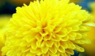 菊花代表什么花语 菊花的花语代表什么