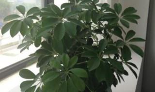 鹅掌木的风水及寓意 什么是鹅掌木