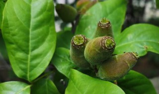 腊梅的花语 平头腊梅的花语