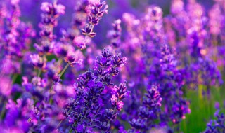 紫色的寓意 紫色的寓意和象征