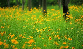 黄色代表什么（黄色代表什么精神品质）