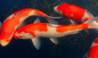 养锦鲤养几条好（养锦鲤养几条好?）