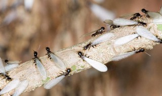 下雨天白蚁为什么会集体飞出来 下雨天白蚁为什么会集体飞出来呢