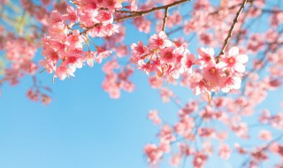 樱花的寓意（樱花的寓意及象征）