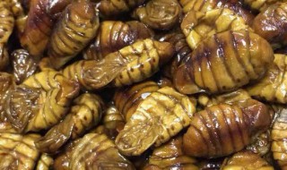 活蝉蛹怎么存放 活蝉蛹怎么存放不会坏