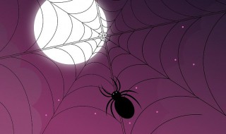 如何驱赶蜘蛛（如何驱赶蜘蛛等昆虫）