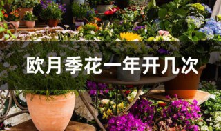 欧月季花一年开几次（欧月月季一年开几次花）