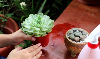 多肉烂根怎么处理 多肉烂根怎么处理,没有多菌灵