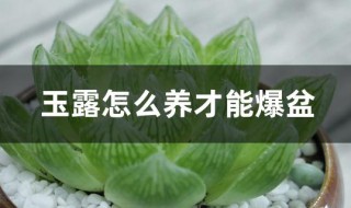 玉露怎么养才能爆盆 玉露盆栽怎么养