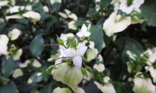 白花紫露草的功效与作用（白花紫露草怎样入药）