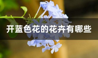 开蓝色花的花卉有哪些（开蓝色花的花卉有哪些名字）