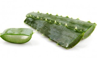 芦荟的养护方法（芦荟的养护方法有哪些）