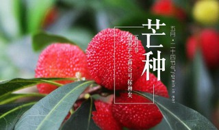 芒种时间要干什么（芒种在什么时间）