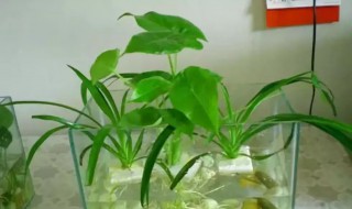 水植花卉有什么 水植花卉有什么好处