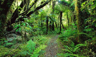 热带雨林有什么树 热带雨林有什么树又高又大