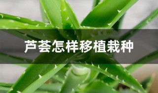 芦荟怎样移植栽种（芦荟如何移栽）