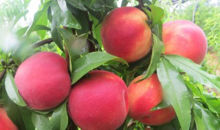 桃树病害（桃树病害图片识别与防治）