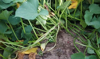 地瓜秧苗怎样栽培（地瓜秧苗怎样栽培的温度）